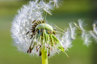 Alternde Pusteblume - MHF00399