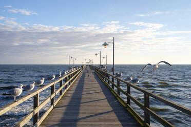 Deutschland, Usedom, Bansin, Möwen an der Seebrücke - SIEF07253