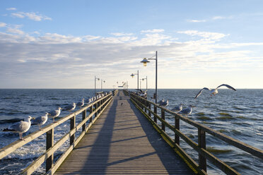 Germany, Usedom, Bansin, seagulls at pier - SIEF07253