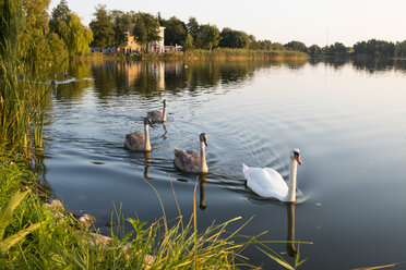 Deutschland, Usedom, Bansin, Höckerschwäne auf dem Schloonsee - SIEF07258