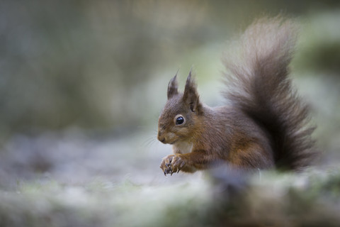 Porträt eines roten Eichhörnchens, lizenzfreies Stockfoto
