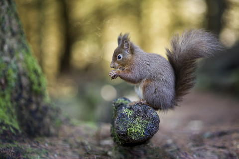 Porträt eines fressenden roten Eichhörnchens, lizenzfreies Stockfoto