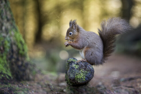 Porträt eines fressenden roten Eichhörnchens - MJOF01333