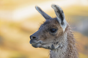 Peru, Andes, portrait of a llama - FOF08687