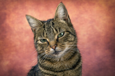 Porträt einer getigerten Katze vor rötlichem Hintergrund - MJOF01336