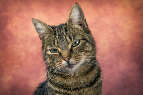 Portrait of tabby cat in front of reddish background - MJOF01336