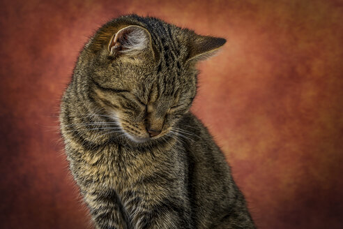 Porträt einer getigerten Katze mit geschlossenen Augen - MJOF01337