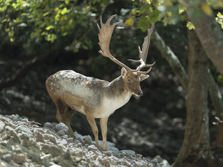 Italien, Silcily, Naturpark Madonie, Porträt eines Damhirsches - HWOF00209