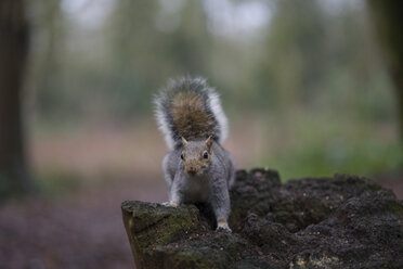 Grey squirrel - MJOF01338