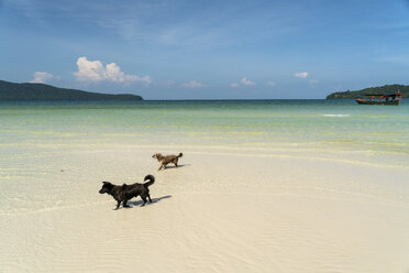 Cambodia, Koh Rong Sanloem, two dogs on the beach of Saracen Bay - PCF00312