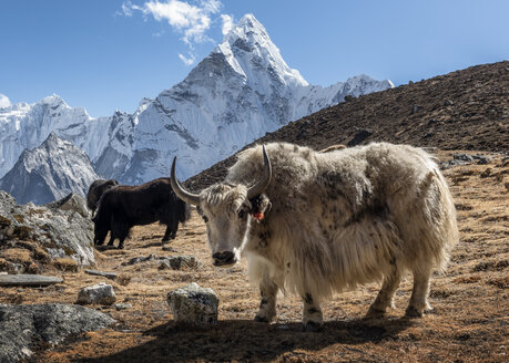 Nepal, Himalaya, Khumbu, Everest-Region, Kongma La, Yaks und Ama Dablam - ALRF00807
