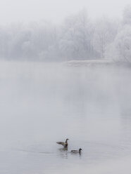 Zwei Enten auf einem See im Winter - EJWF00825