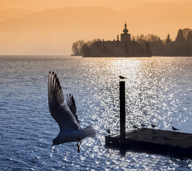 Austria, Salzkammergut, Gmunden, seagull in front of Ort Castle in Traunsee - EJW00828