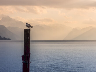 Austria, Salzkammergut, Gmunden, Traunsee, seagull perching on wooden stake - EJWF00830