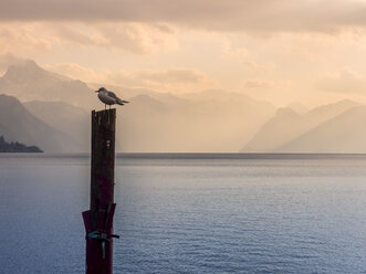 Österreich, Salzkammergut, Gmunden, Traunsee, Möwe auf Holzpfahl sitzend - EJWF00830