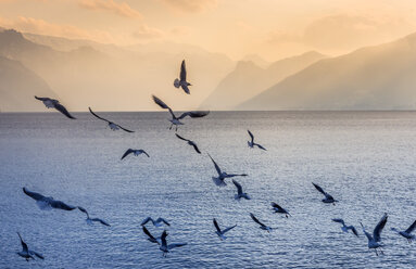 Austria, Salzkammergut, Gmunden, flock of birds at Traunsee - EJWF00831