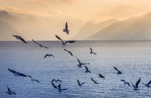 Österreich, Salzkammergut, Gmunden, Vogelschwarm am Traunsee - EJWF00831