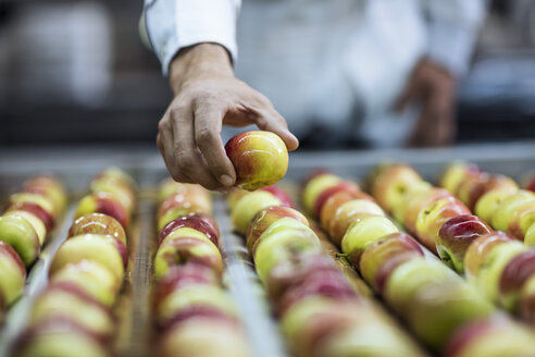 Worker taking apple from conveyor belt in factory - ZEF12418