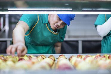 Arbeiterinnen kontrollieren Äpfel auf einem Förderband in einer Fabrik - ZEF12419