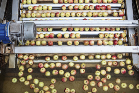 Apples in factory on conveyor belt stock photo