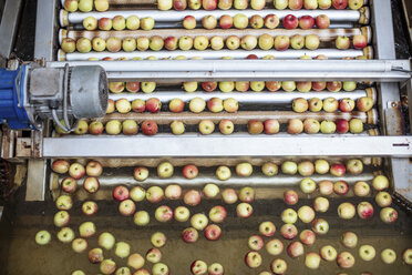 Apples in factory on conveyor belt - ZEF12420