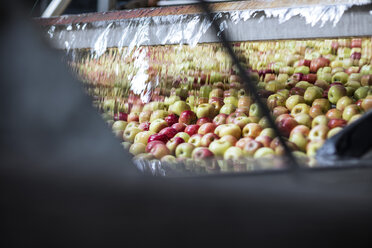 Äpfel in der Fabrik, in Plastik eingewickelt - ZEF12430