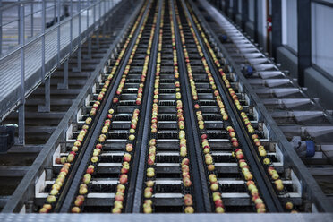 Apples in factory on conveyor belt - ZEF12431