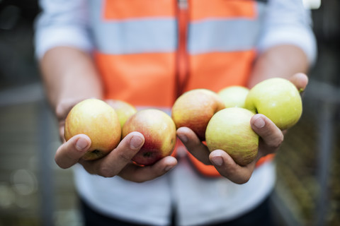 Man wearing safety vest holding fresh apples stock photo