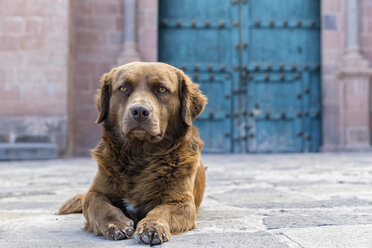 Peru, Cusco, streunender Hund - FOF08747