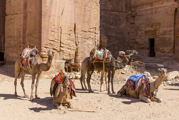 Jordanien, Petra, wartende Kamele - MABF00443