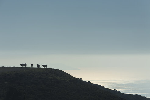 Spanien, Silhouetten von Kühen auf einer Weide in der Dämmerung - KBF00355