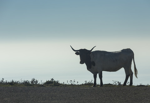 Spanien, Silhouette einer Kuh auf einer Weide in der Dämmerung, lizenzfreies Stockfoto