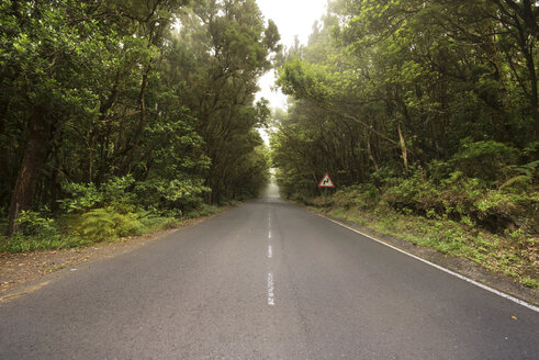 Spanien, Kanarische Inseln, La Gomera, Neblige Straße durch den Wald - DHCF00047