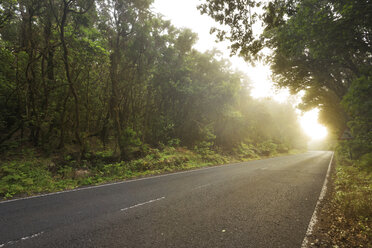 Empty country road through forest at sunset - DHCF00050