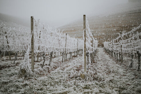 Deutschland, Ortenberg, Weinberg im Winter - DWF00249