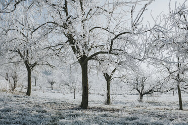 Trees in winter - DWF00252
