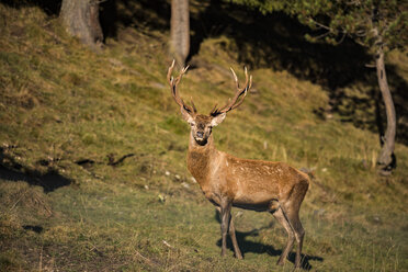 Italien, Südtirol, Grödnertal, Hirsche im Wald - LOMF00481