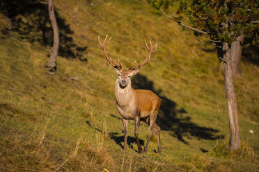 Italy, South Tyrol, Funes Valley, Deer in the forest - LOMF00482