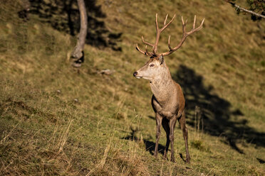 Italien, Südtirol, Grödnertal, Hirsche im Wald - LOMF00483