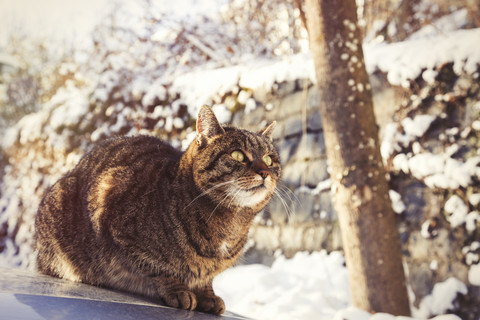 Porträt einer getigerten Katze, die im Winter auf der Motorhaube sitzt, lizenzfreies Stockfoto