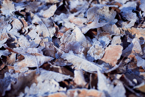 Frostbedeckte Herbstblätter, Nahaufnahme - CZF00279