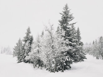 Norwegen, Oppland, Bäume in unberührter Winterlandschaft - JUBF00191