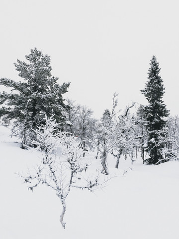 Norway, Oppland, trees in winter landscape stock photo