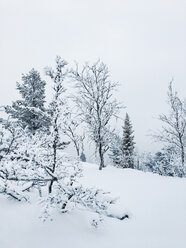 Norway, Oppland, trees in snow-covered winter landscape - JUBF00195