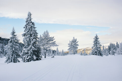 Norwegen, Oppland, Winterlandschaft - JUBF00198