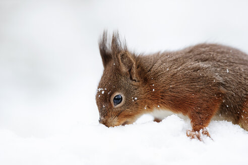 Porträt eines suchenden eurasischen roten Eichhörnchens im Schnee - MJOF01342