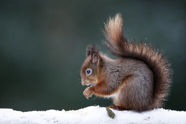 Porträt eines fressenden eurasischen roten Eichhörnchens im Schnee - MJOF01343
