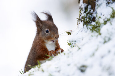 Porträt eines fressenden eurasischen roten Eichhörnchens im Schnee - MJOF01344
