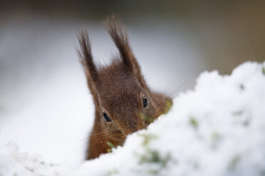 Rotes Eichhörnchen im Schnee - MJOF01347
