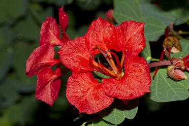 Thailand, Kaeng Krachan, Blüten der Wüstenrose - ZCF00472